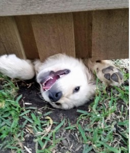 prevent dog from digging under fence